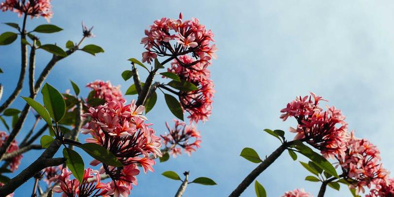 Boom Beach战术指南：伊娃斯帕克与布里克利夫英雄技能深度评测与应用场景解析