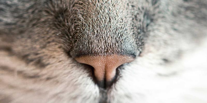 Boom Beach海岛奇兵新手开荒攻略：首周高效发展路线与核心避坑指南