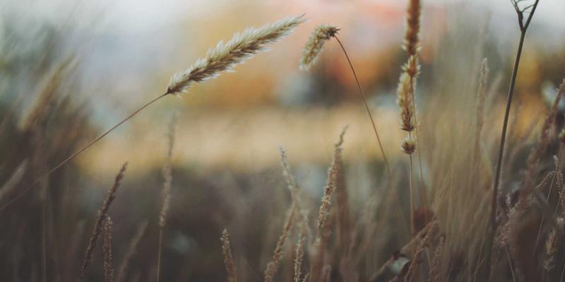 海岛奇兵61级战术全解析：兵种搭配与高阶进攻策略指南