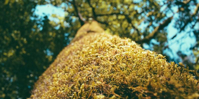 海岛奇兵69级战术全指南:从资源管理到终极推图策略