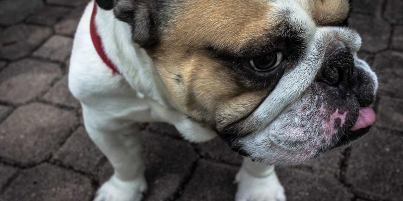 海岛奇兵74：从玩家社区到超级细胞，解析这款策略游戏的持久魅力