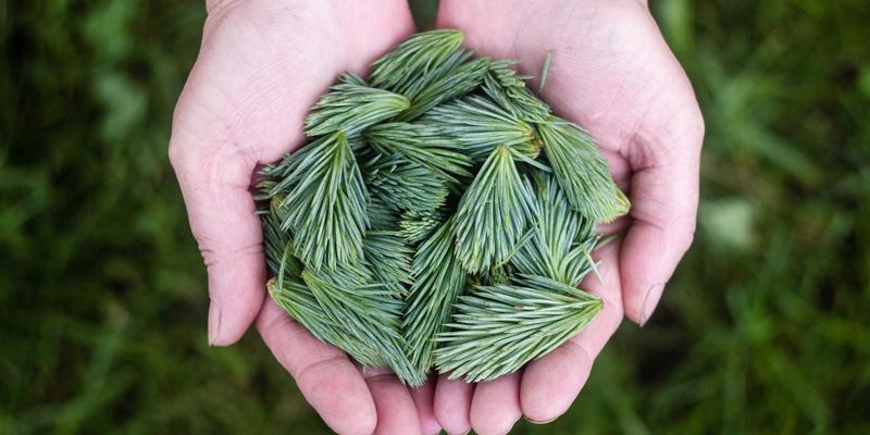 《海岛奇兵》深度解析:从入门到精通的战术指南