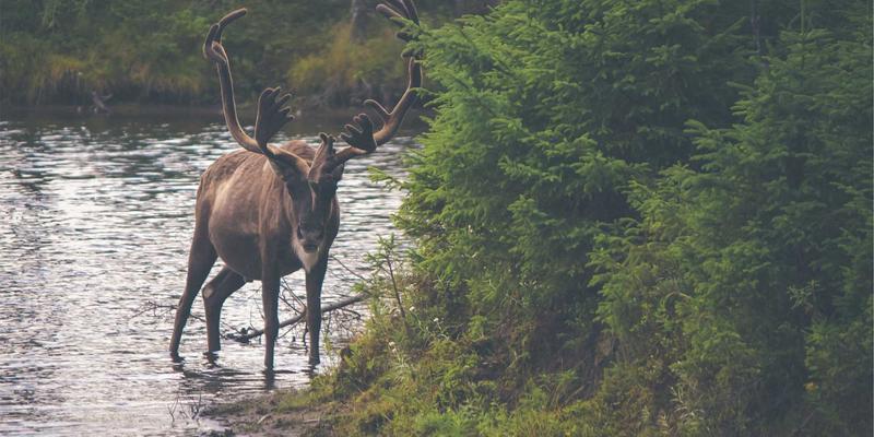 海岛奇兵超级螃蟹全阶段打法解析：从萌新到高玩的兵种搭配与冲分路线