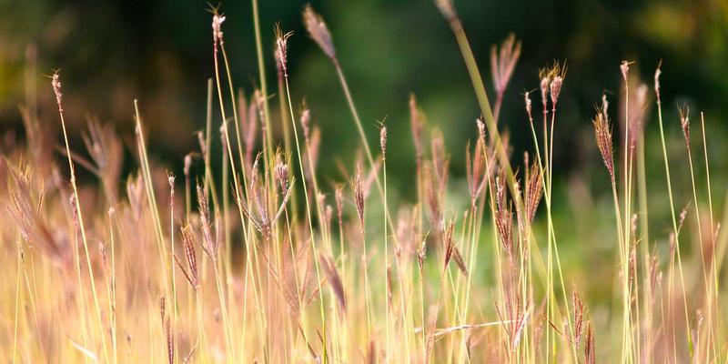 海岛奇兵防御建筑克制关系解析：针对野人流与坦克流的阵型调整攻略