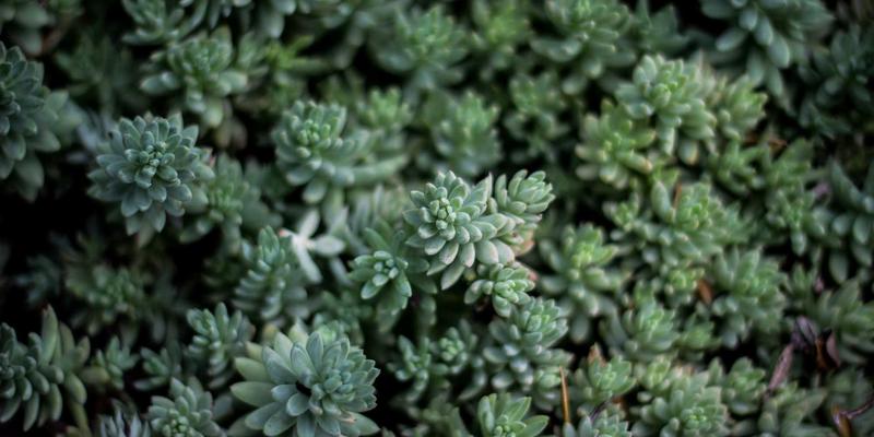 海岛奇兵雕像系统深度解析：极品属性概率、摆放策略与资源加成最大化